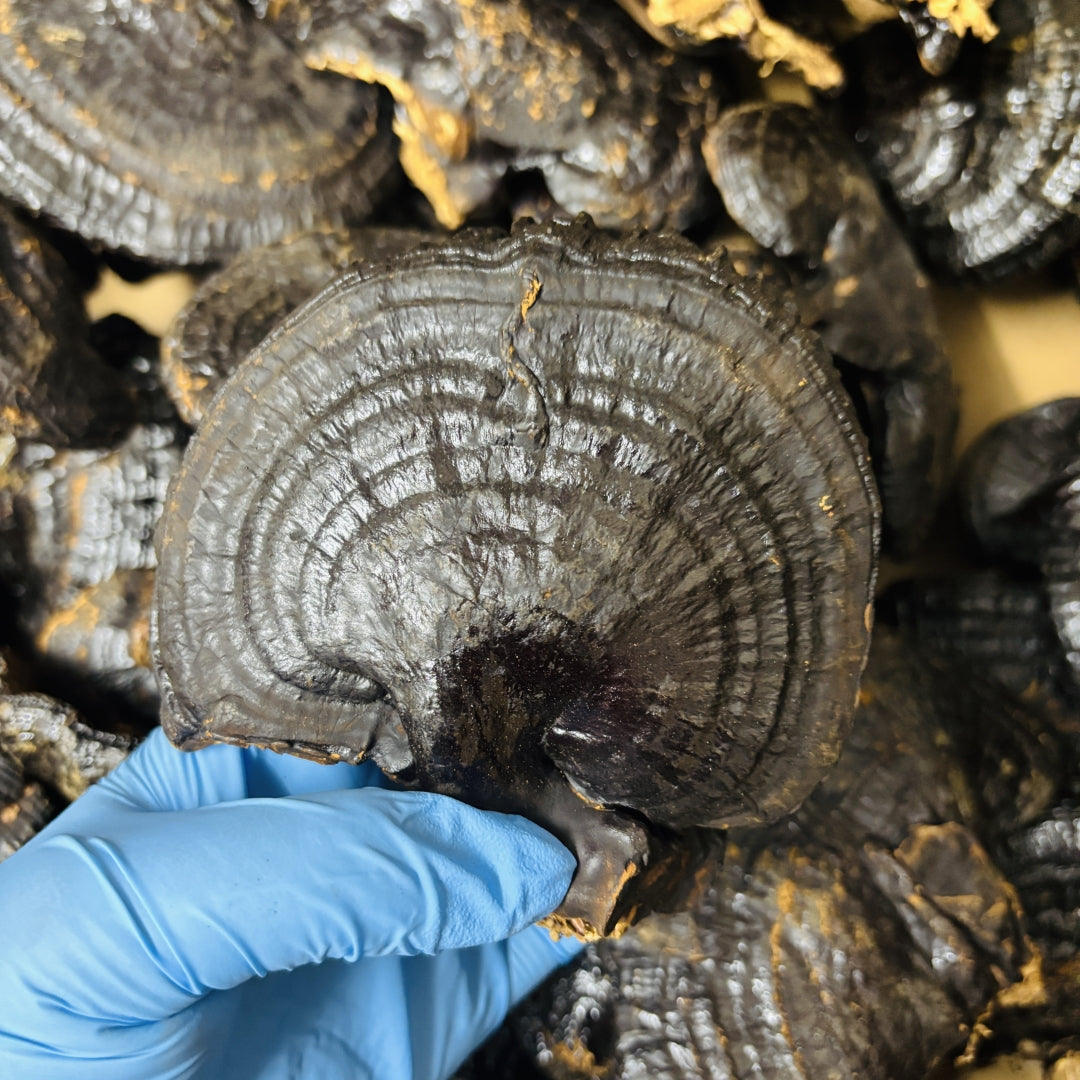 Black Dried Reishi & Black Dried Ganoderma Lucidum