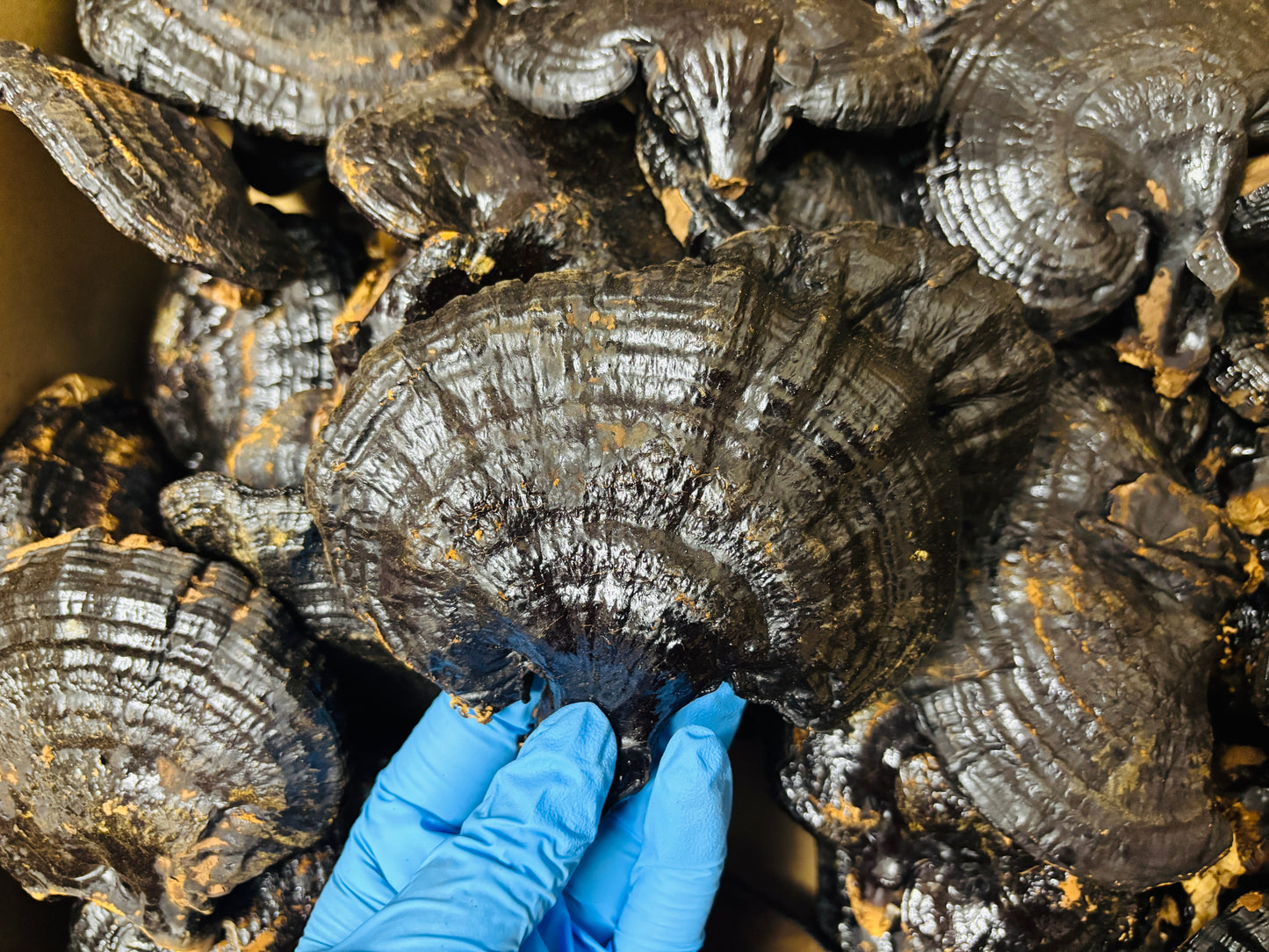 Black Dried Reishi & Black Dried Ganoderma Lucidum