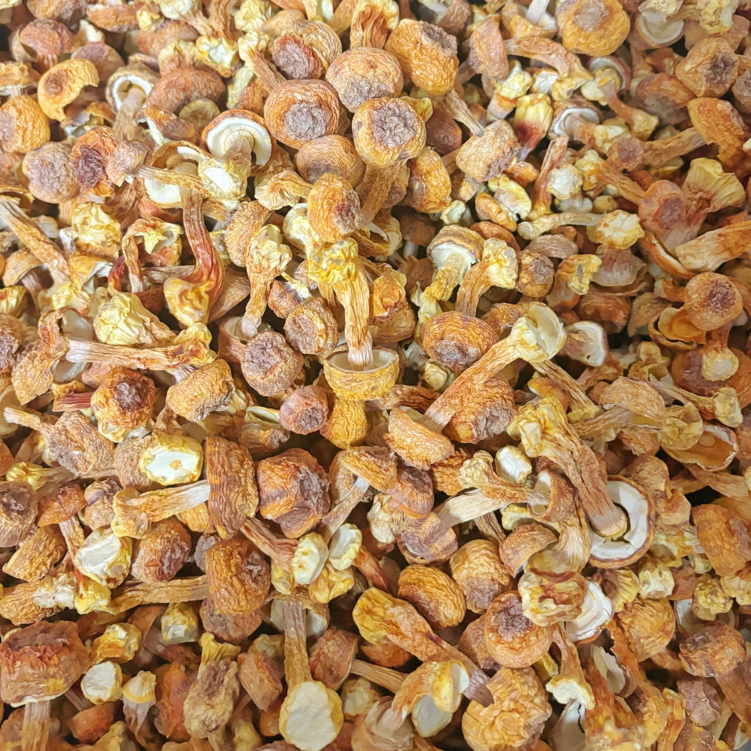 Dried Agaricus Blazei Mushroom