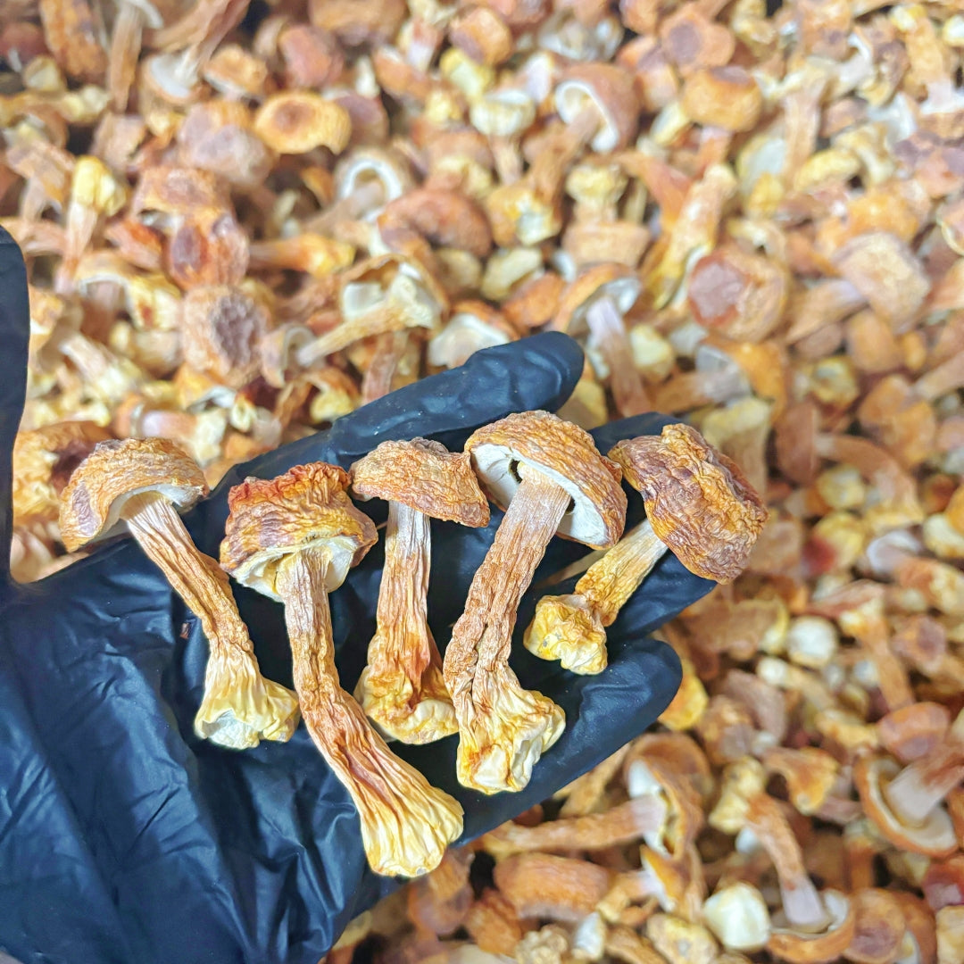 Dried Agaricus Blazei Mushroom