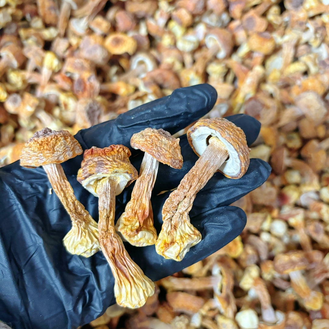 Dried Agaricus Blazei Mushroom