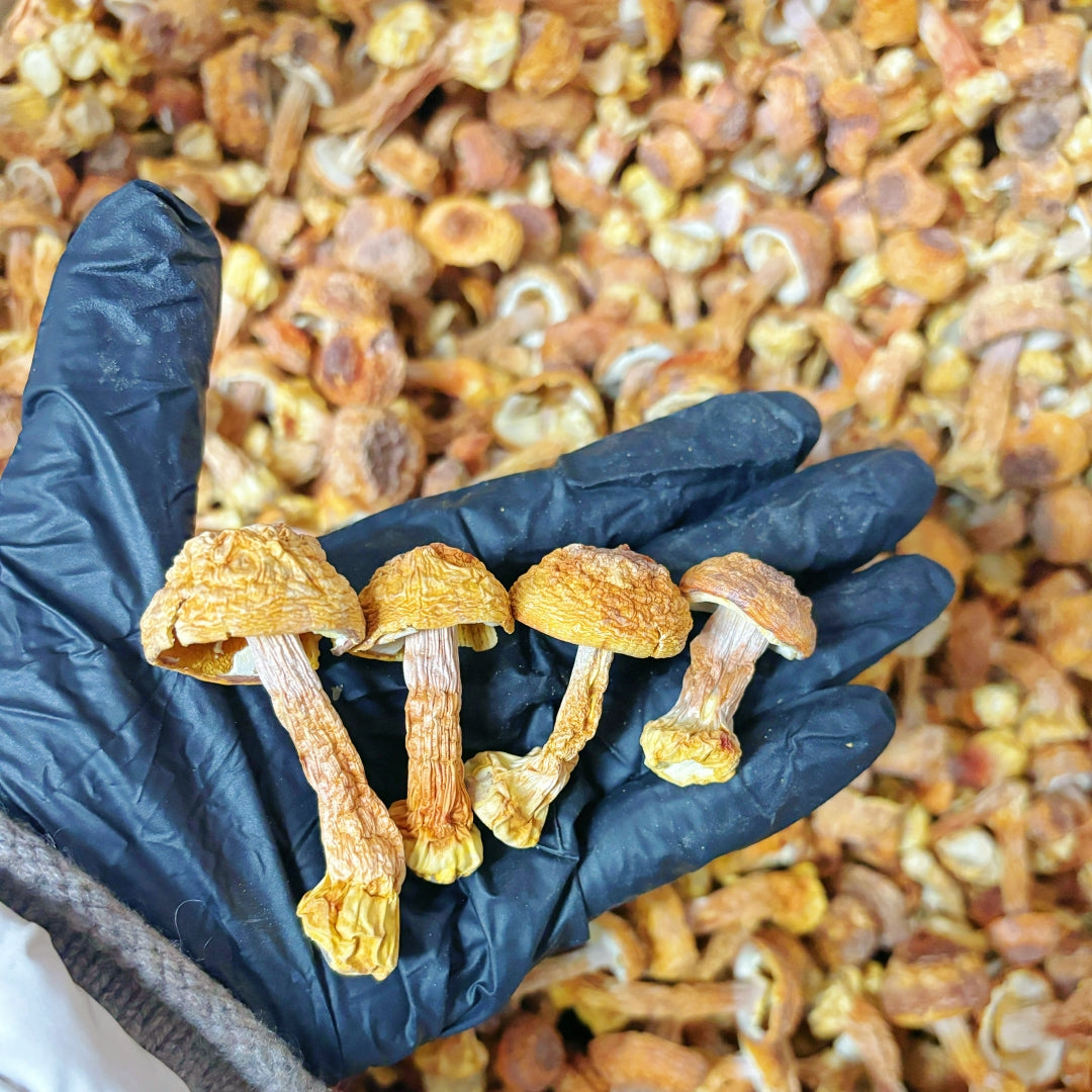 Dried Agaricus Blazei Mushroom