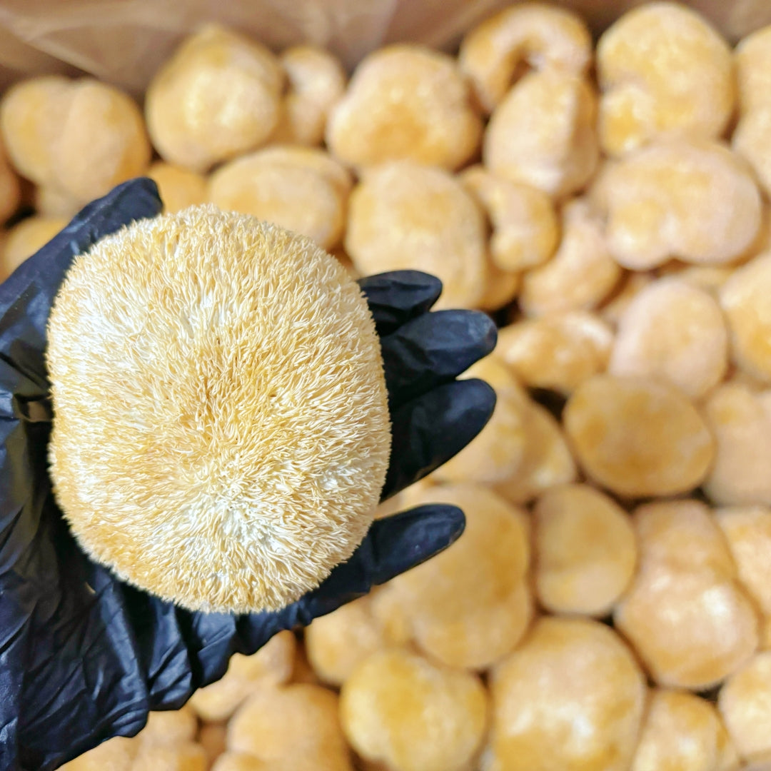 Dried Lion's Mane Mushroom & Dried Hericium Erinaceus Mushroom