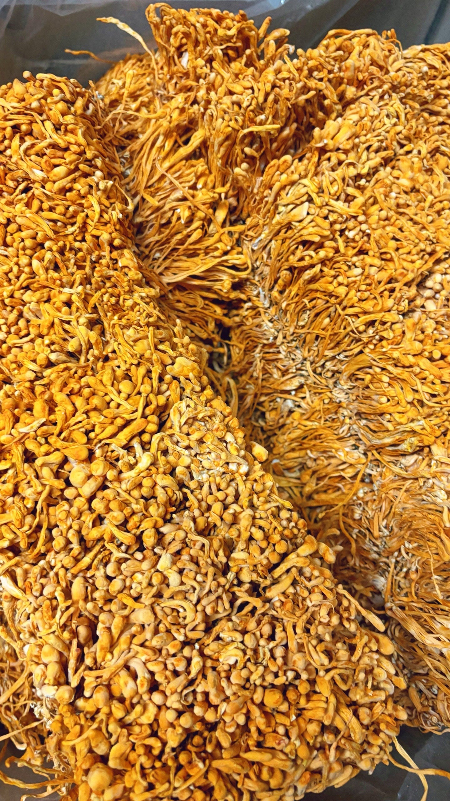 Dried Cordyceps Mushroom . Best Fungi
