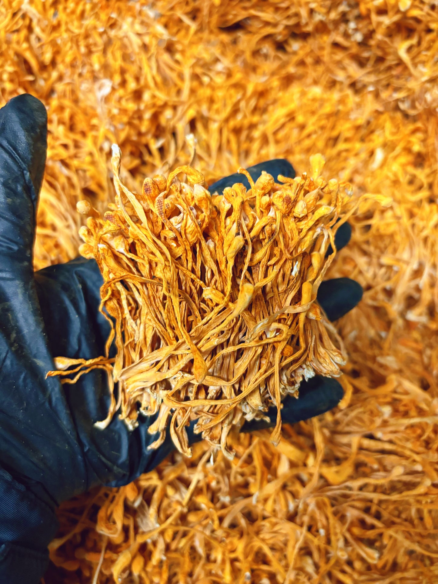 Dried Cordyceps Mushroom . Best Fungi
