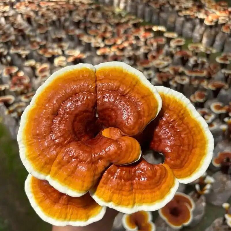 Ganoderma Lucidum Powder & Reishi Pure Powder