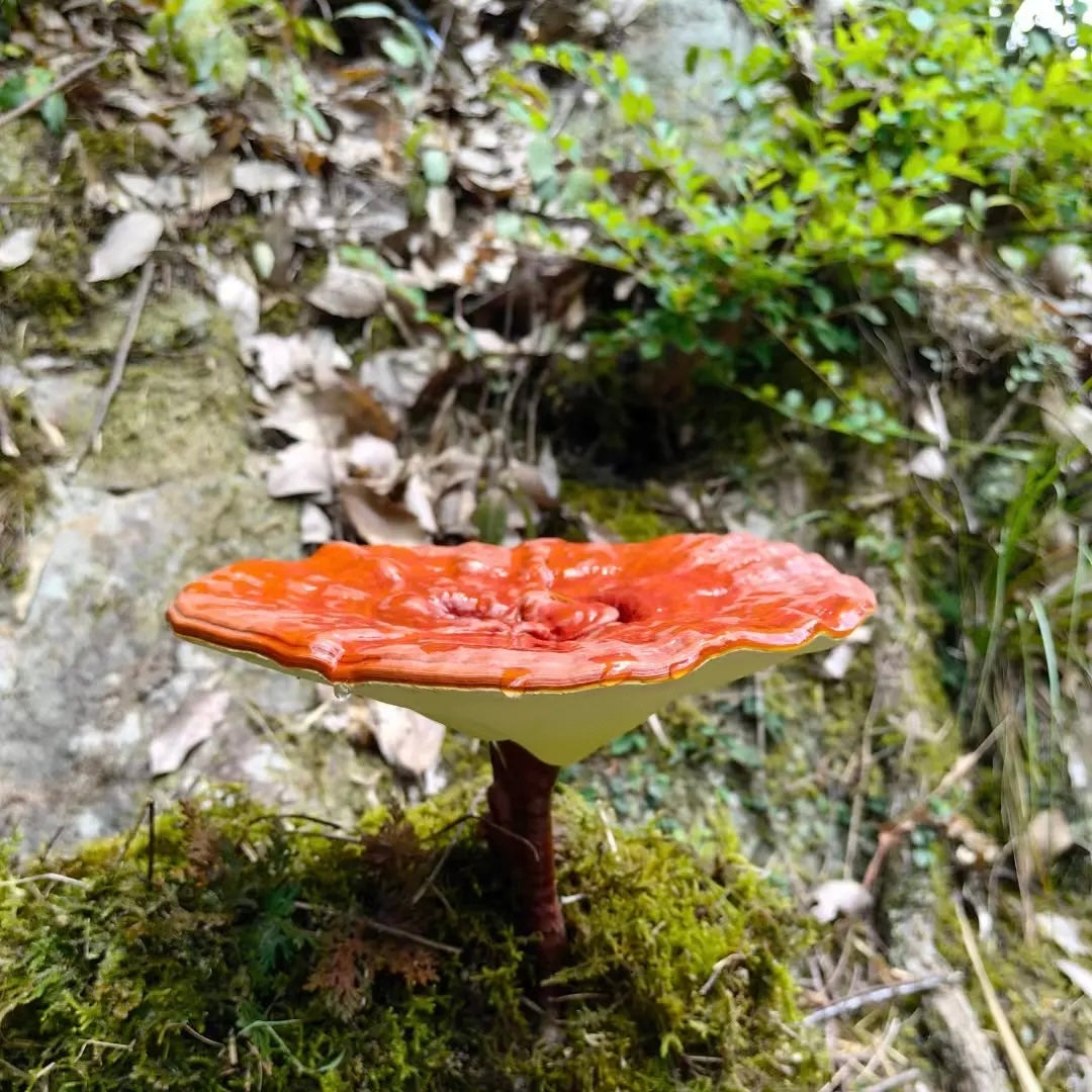 Reishi spore powder Ling Zhi Herbs