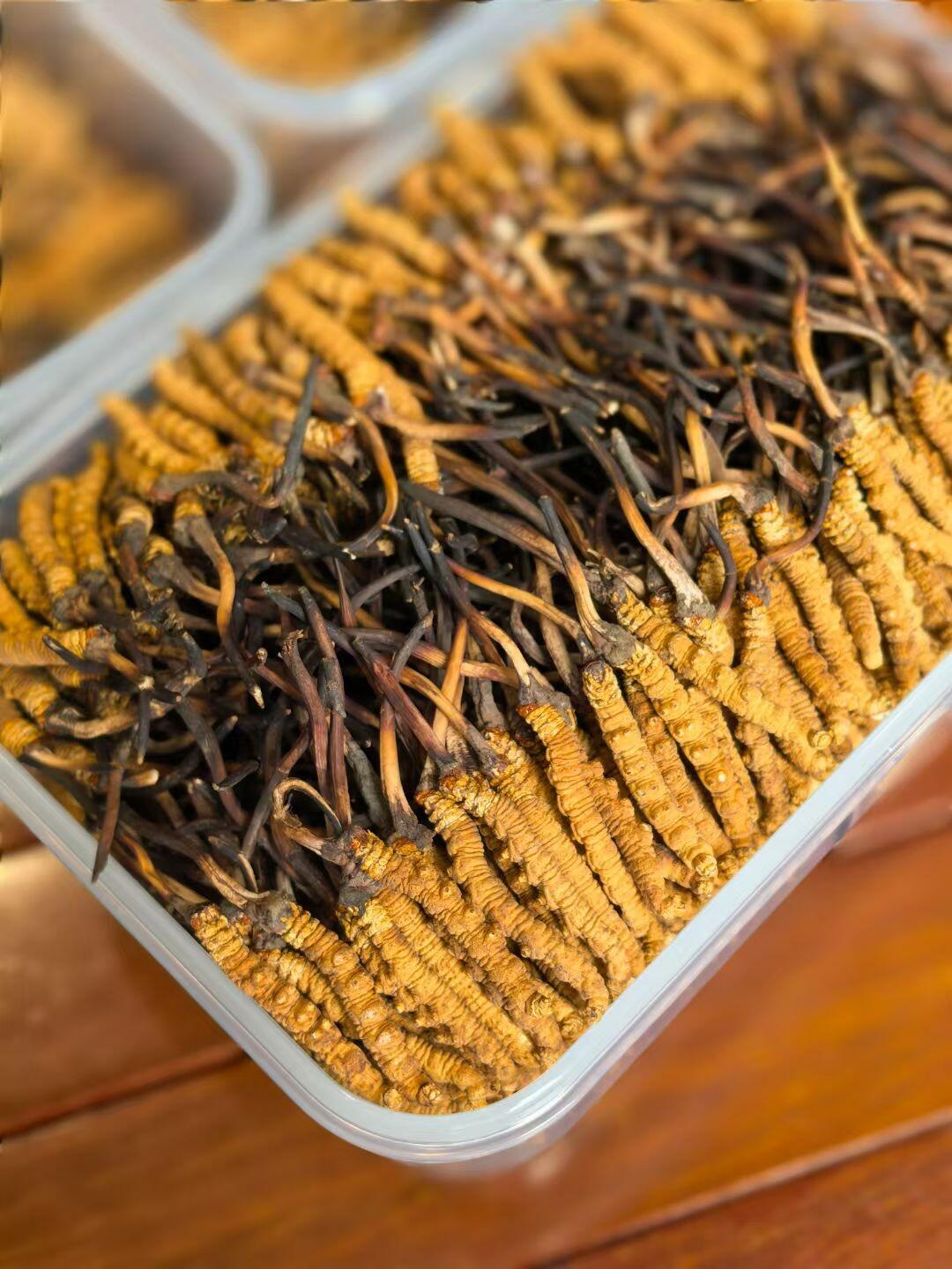 Tibet Dried Wild Cordyceps Large Size