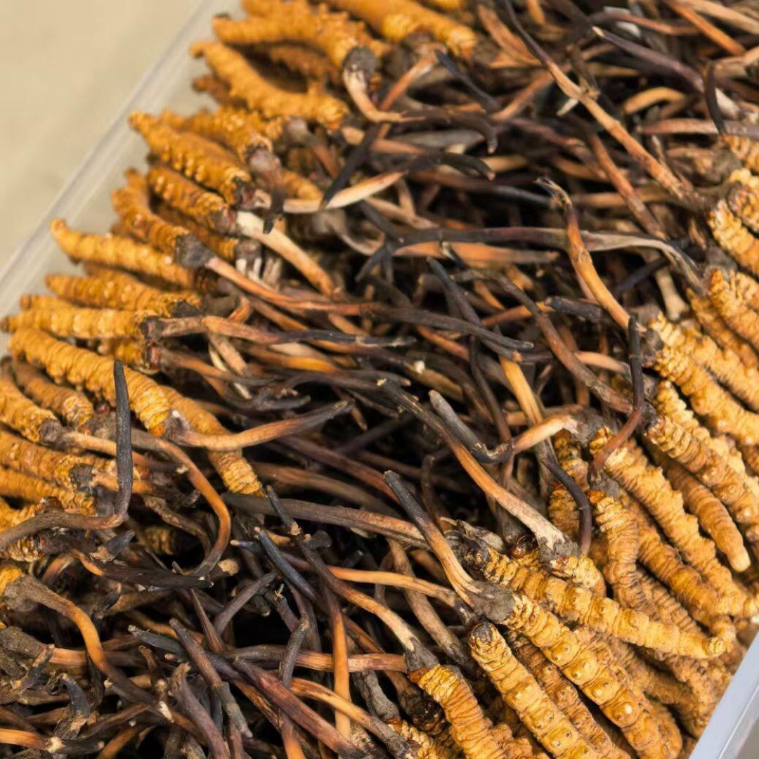 Tibet Dried Wild Cordyceps Large Size