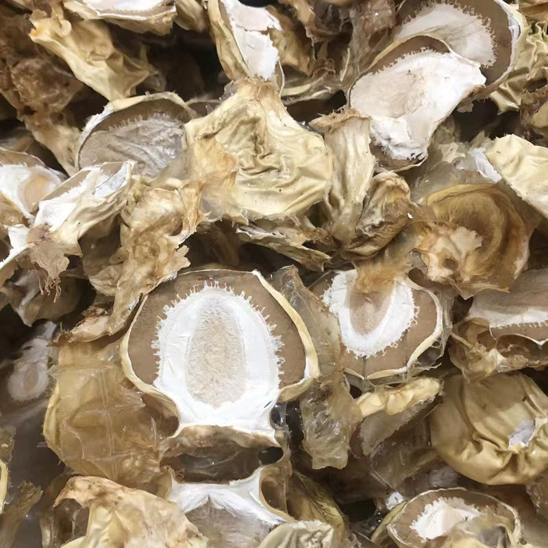 Dried Phallus Impudicus Egg Mushrooms. Veselka , Stinkhorn,Dried Witch Eggs Young Mushroom