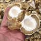 Dried Phallus Impudicus Egg Mushrooms. Veselka , Stinkhorn，Dried Witch Eggs Young Mushroom
