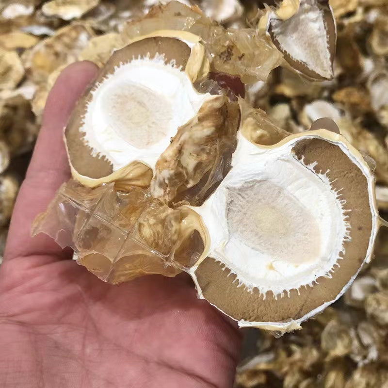 Dried Phallus Impudicus Egg Mushrooms. Veselka , Stinkhorn,Dried Witch Eggs Young Mushroom