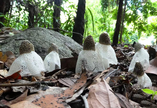 Uncovering its mystery: the queen of fungi-Dried phallus impudicus eggs ,Stinkhorn, Veselka