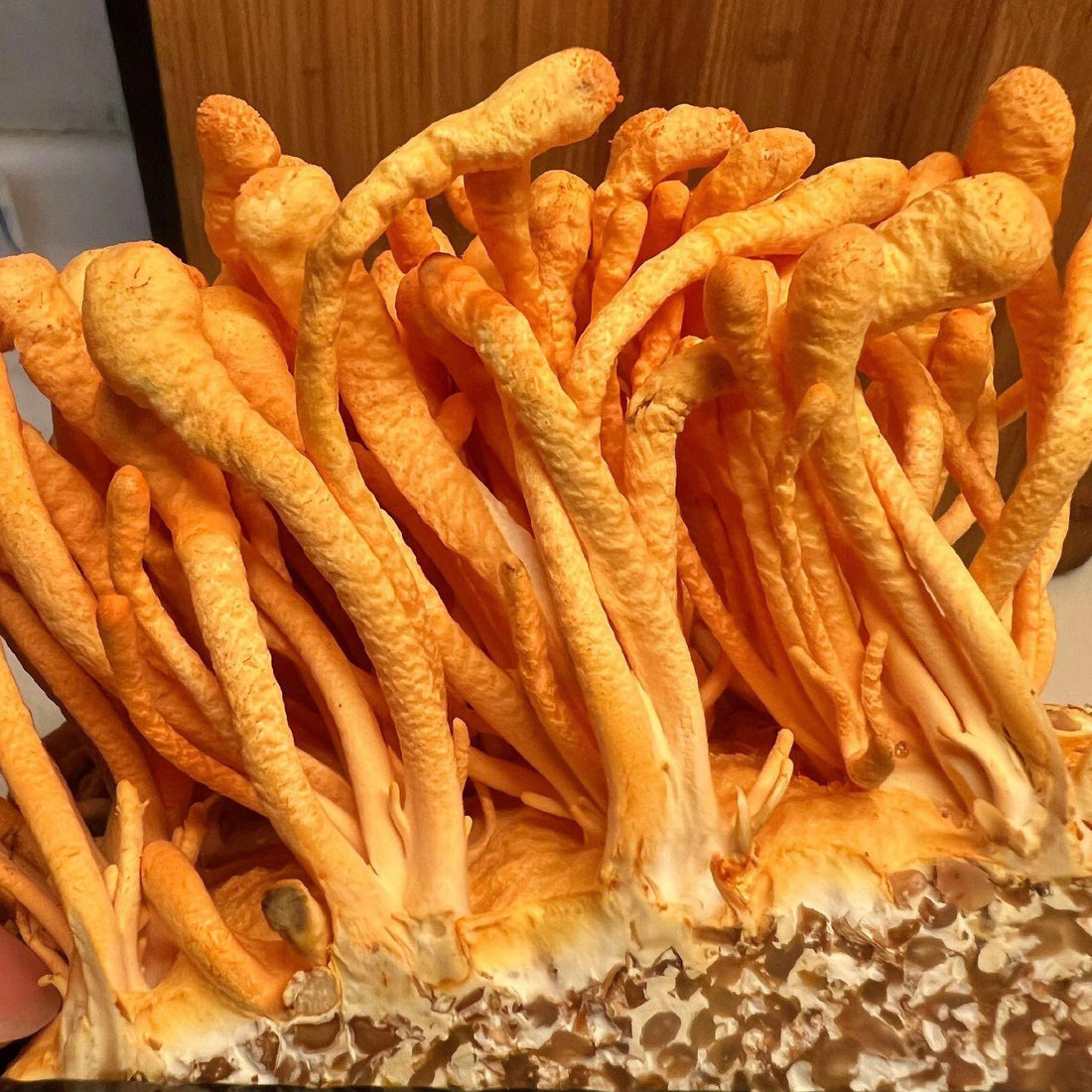 Superfood- Discover the Secrets of Anti-Aging -Cordyceps