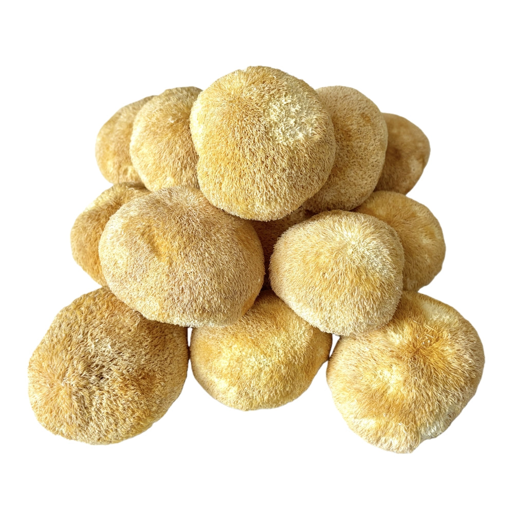 Light Yellow Color  Dried Lion's Mane Mushroom 5 to 8cm