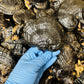 Black Dried Reishi & Black Dried Ganoderma Lucidum