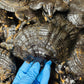 Black Dried Reishi & Black Dried Ganoderma Lucidum