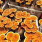 Reishi Mushroom & Ganoderma Extract Powder 30% Beta Glucan , Pesticide Residue Free
