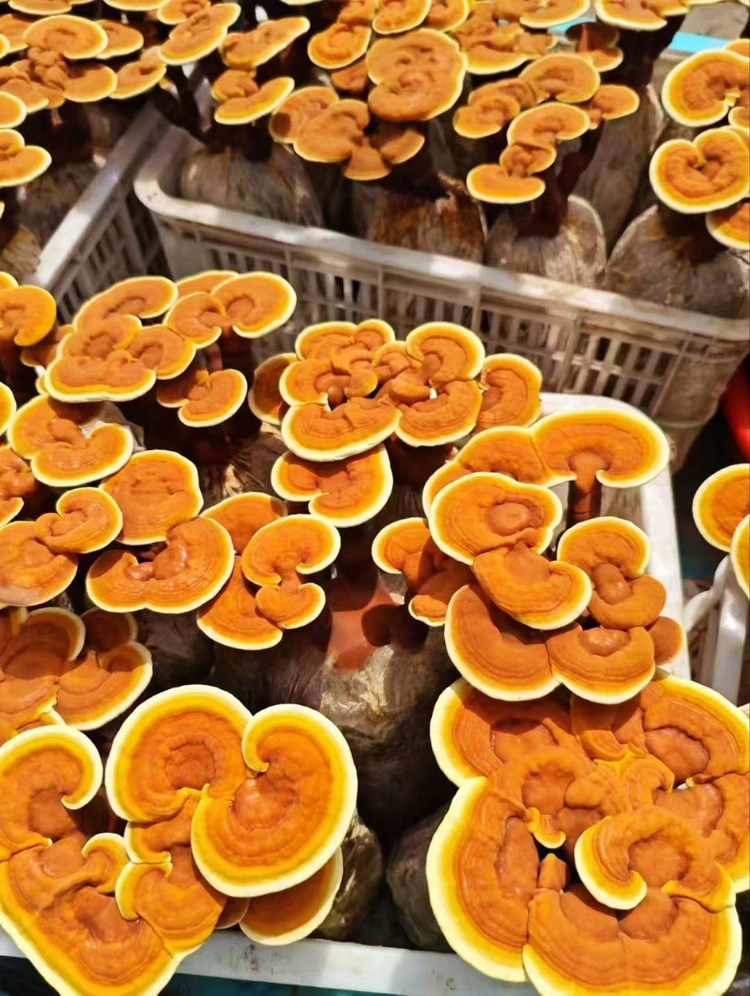 Reishi Mushroom & Ganoderma Extract Powder 30% Beta Glucan , Pesticide Residue Free
