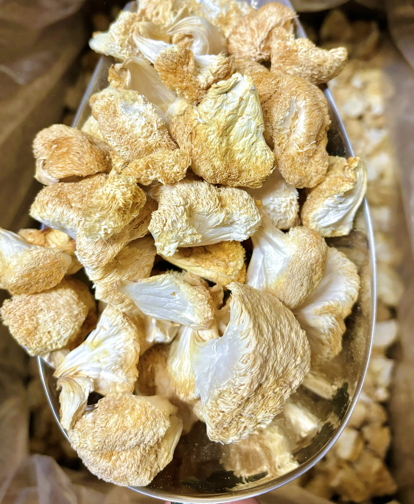 Dried Lion's Mane Mushroom chunks & Dried Hericium Erinaceus Mushroom