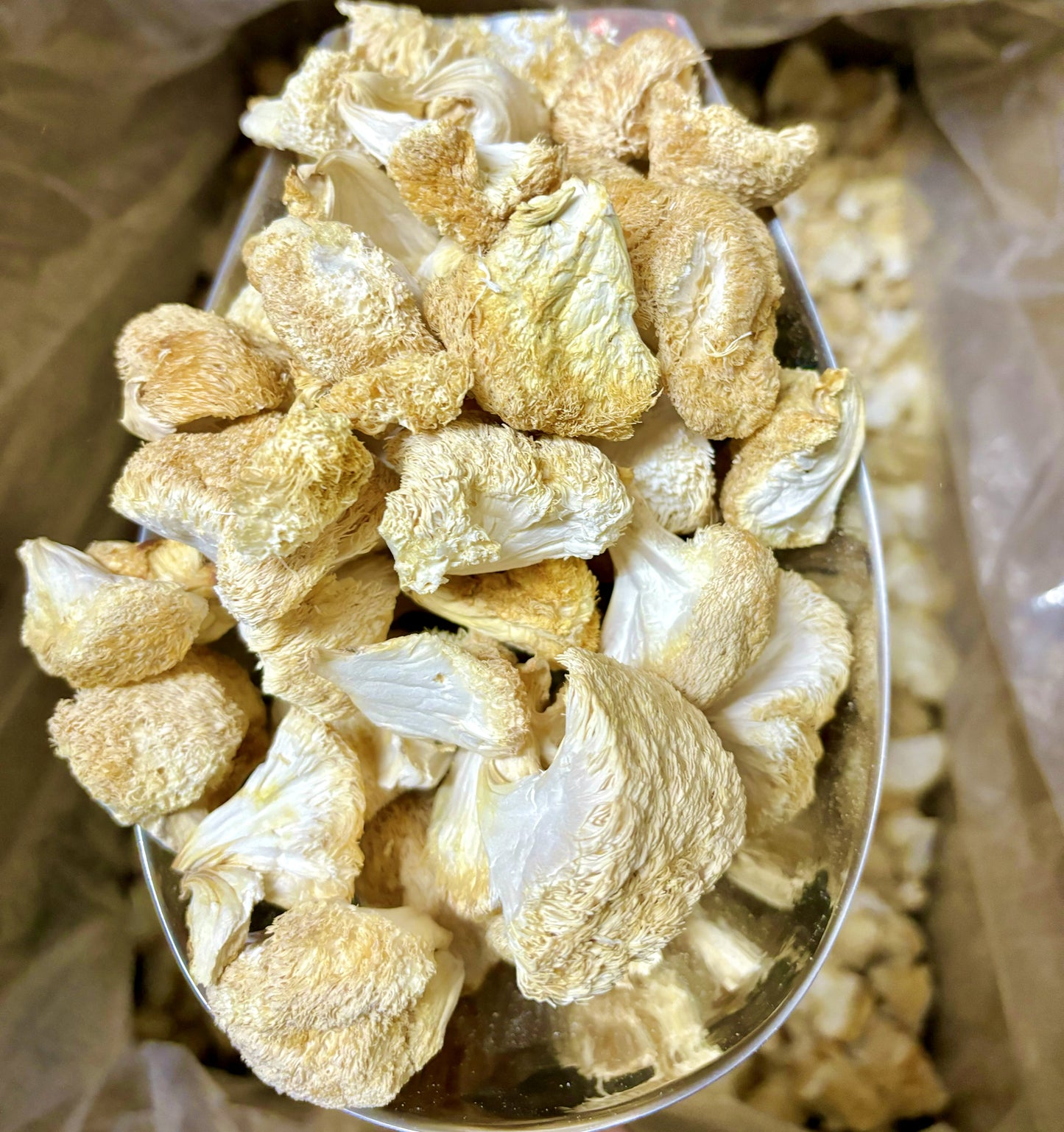 Dried Lion's Mane Mushroom chunks & Dried Hericium Erinaceus Mushroom