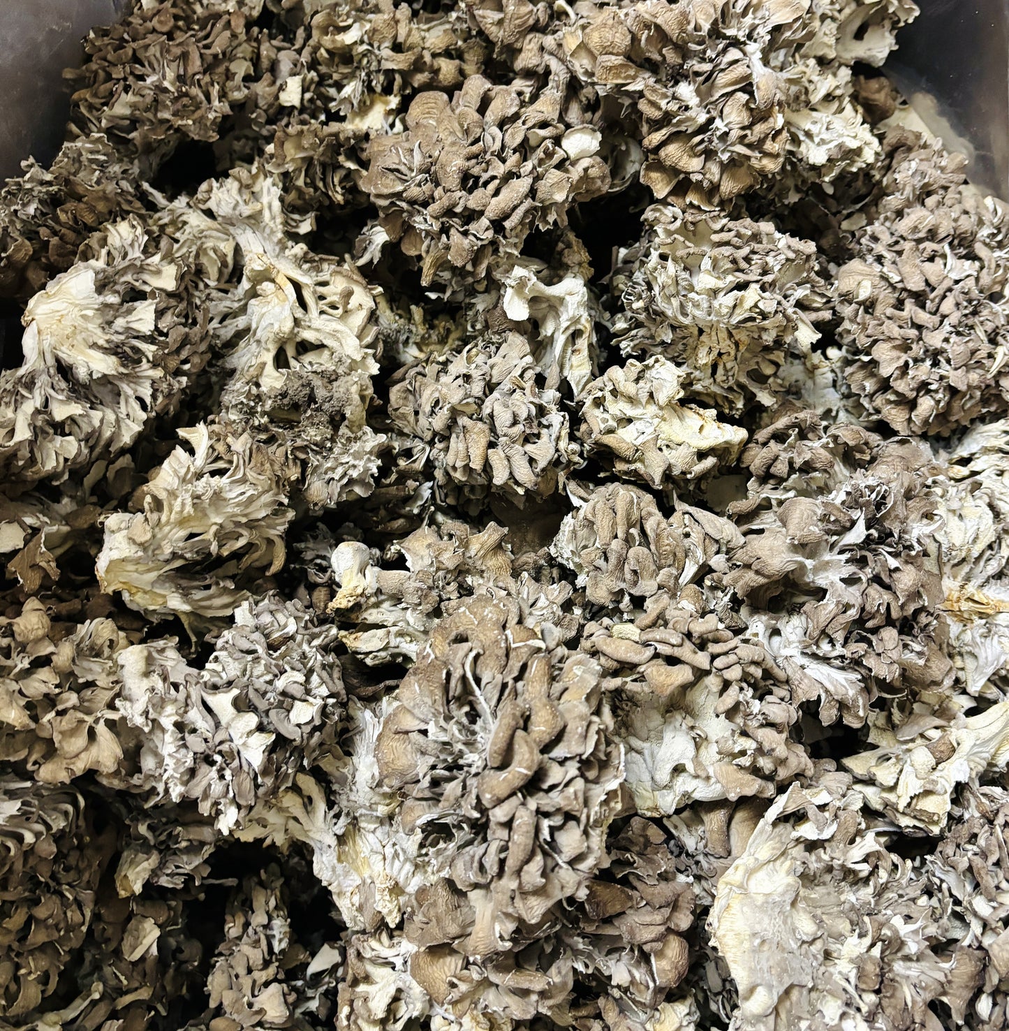Maitake Mushroom Extract Powder 30% Polysaccharides