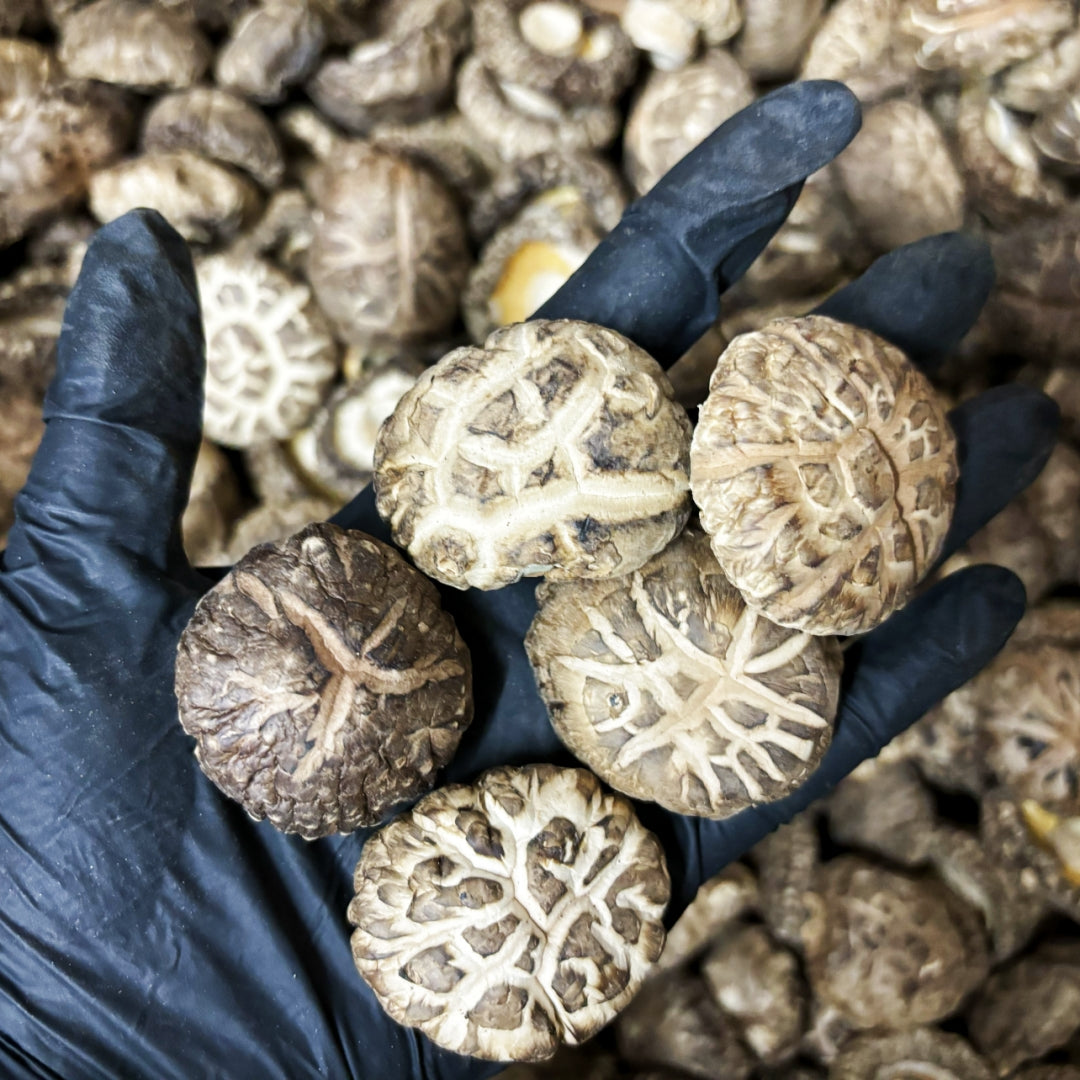 Healthlife Supplement Dried Shiitake mushroom