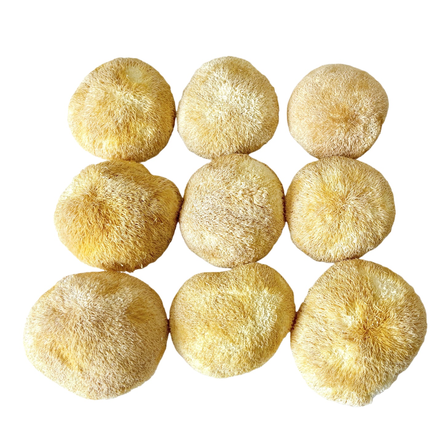 Light Yellow Color  Dried Lion's Mane Mushroom 5 to 8cm