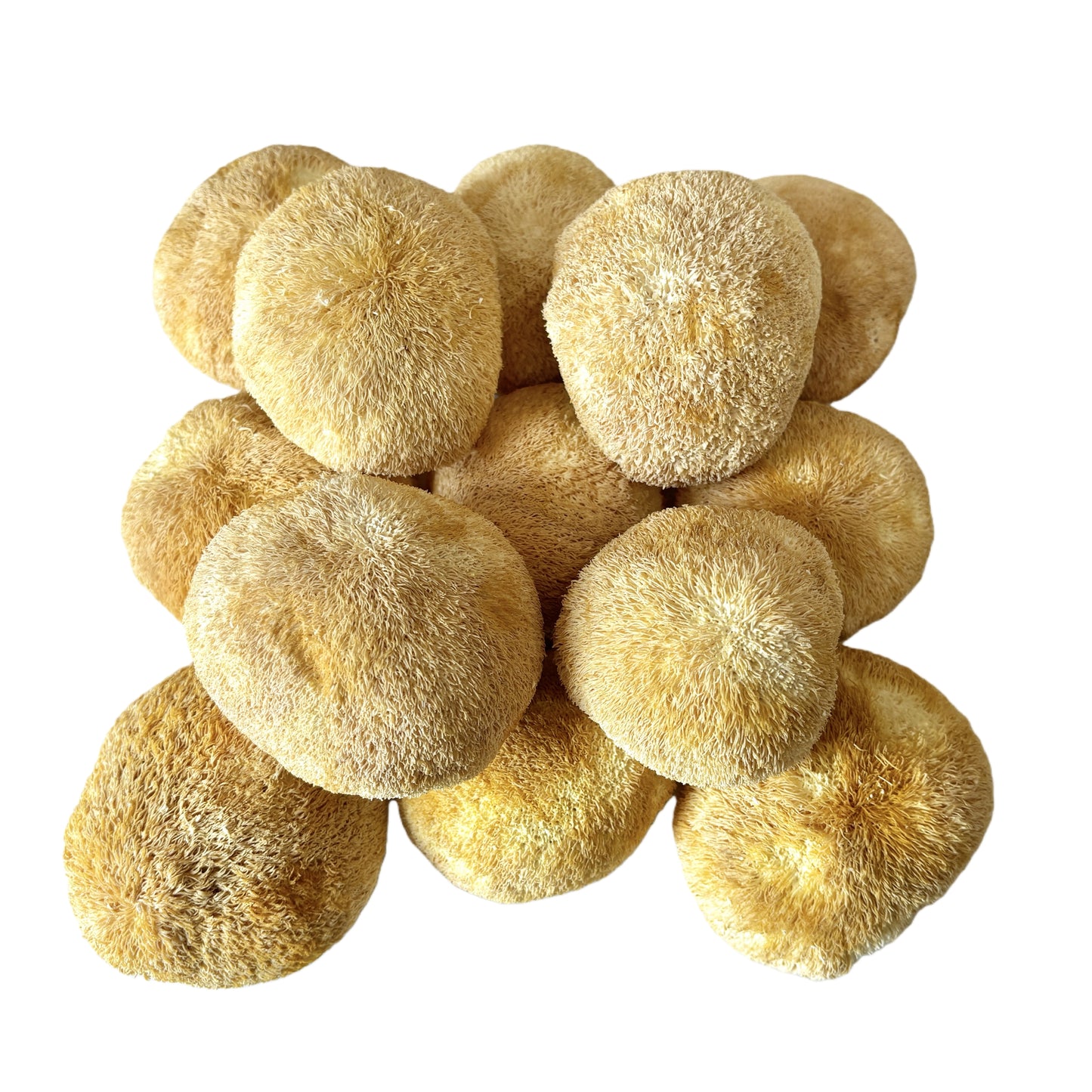 Light Yellow Color  Dried Lion's Mane Mushroom 5 to 8cm