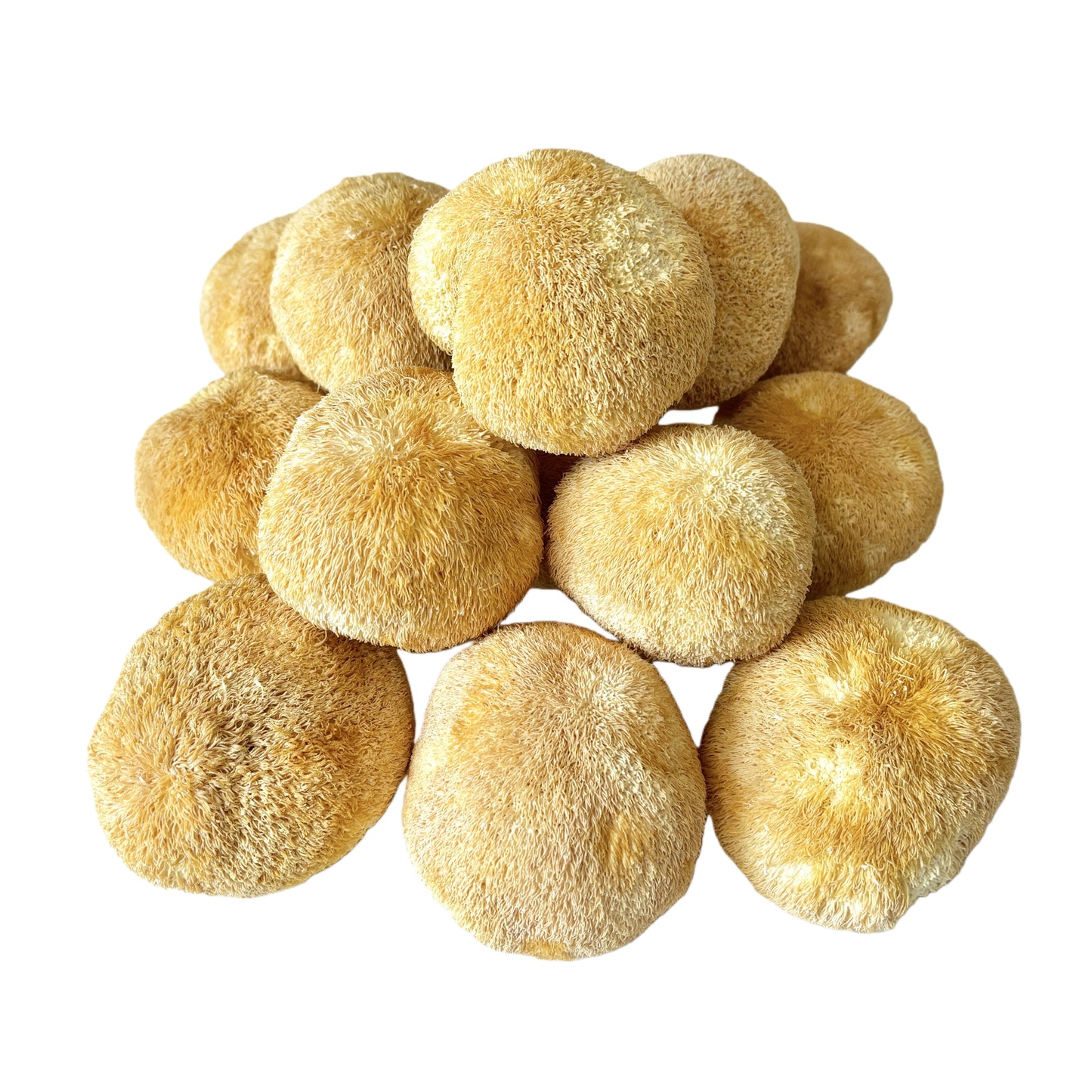 Light Yellow Color  Dried Lion's Mane Mushroom 5 to 8cm