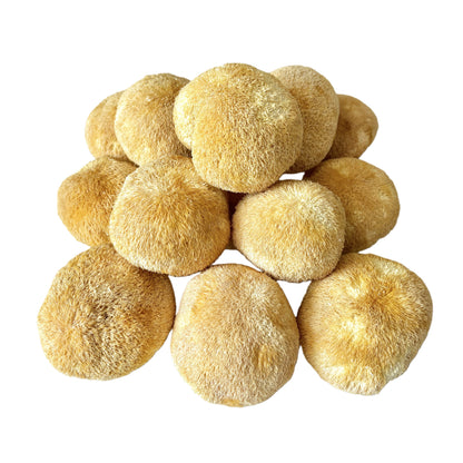 Light Yellow Color  Dried Lion's Mane Mushroom 5 to 8cm