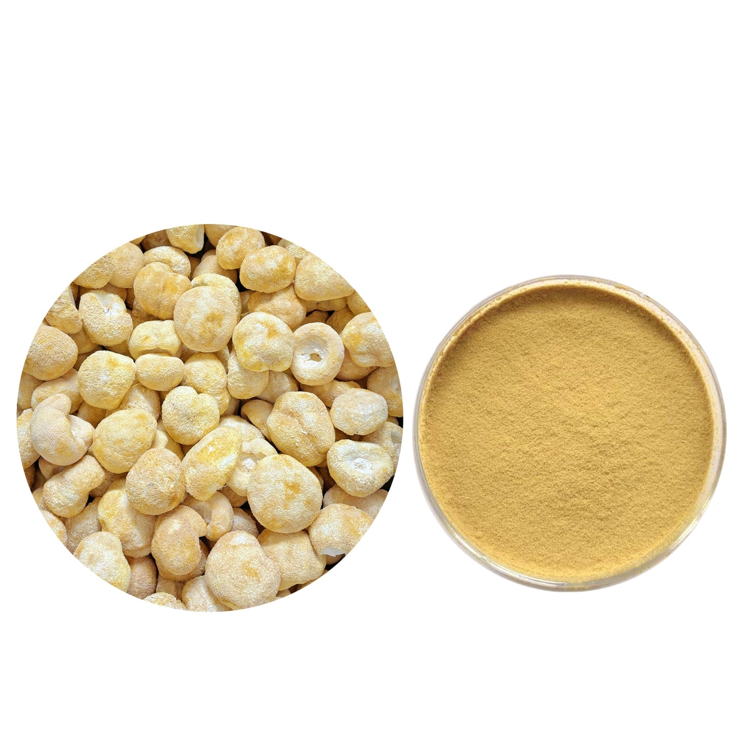 Lion's mane mushroom extract Powder Erinacines 3%