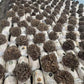 Maitake Mushroom Extract Powder 30% Polysaccharides