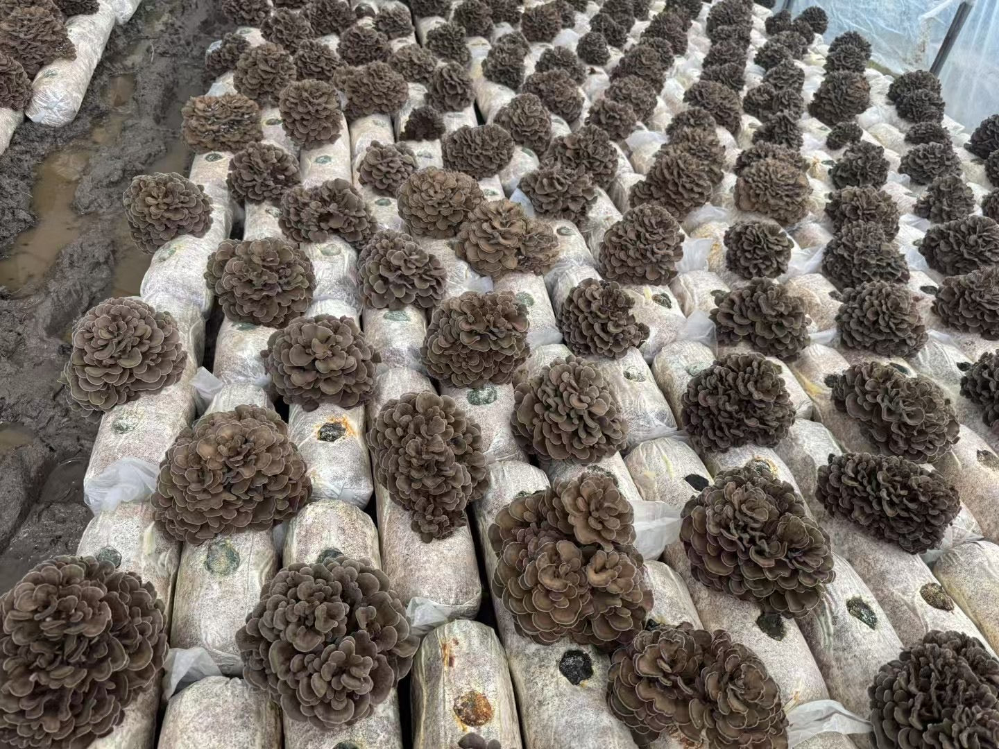 Maitake Mushroom Extract Powder 30% Polysaccharides