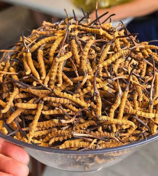 Tibet Dried Wild Cordyceps Large Size