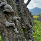 Dried Black Fungus mushroom  , Dried Wood ear mushroom