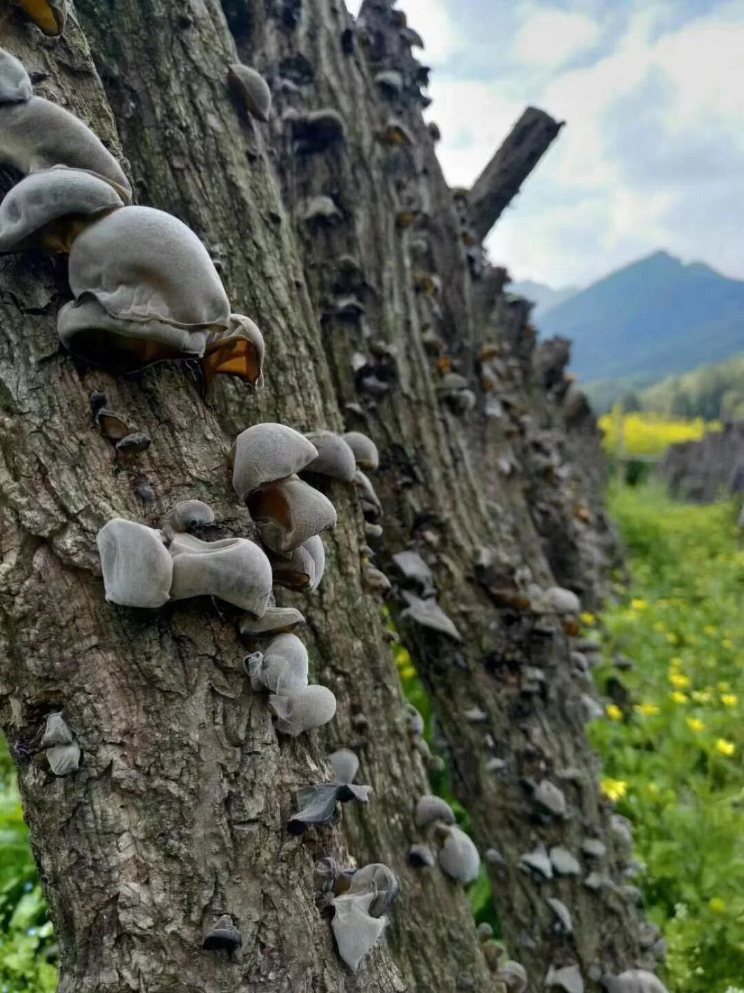 Dried Black Fungus mushroom  , Dried Wood ear mushroom