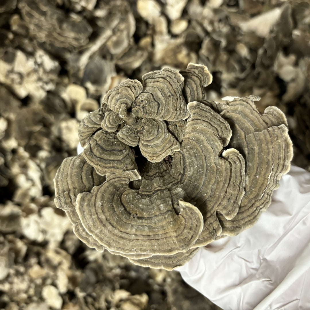 Dried Wild Turkey Tail Mushroom