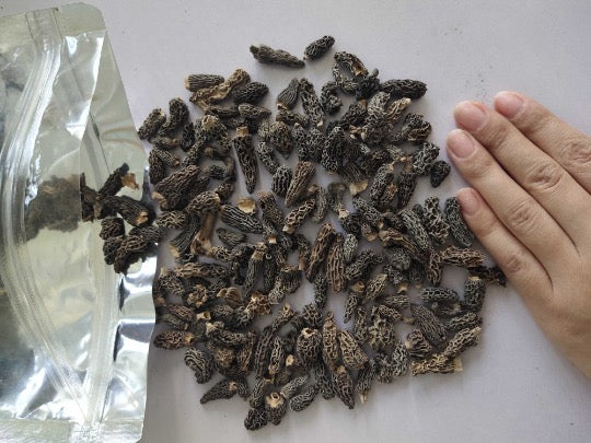 3-5 cm Wild Dried Morel Mushroom Without Stem, Dried Morchella Conica