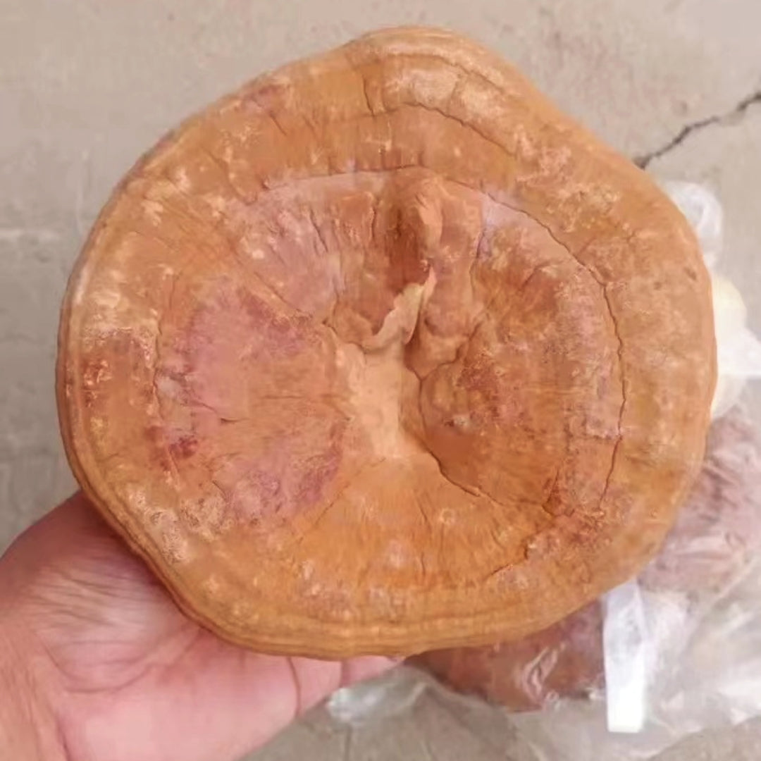 Organic Dried Reishi & Ganoderma Lucidum mushroom Free of Heavy metal & pesticide residues