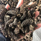 3-5 cm Wild Dried Morel Mushroom Without Stem, Dried Morchella Conica
