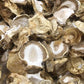 Dried Phallus Impudicus Egg Mushrooms. Veselka , Stinkhorn，Dried Witch Eggs Young Mushroom