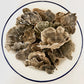 Dried  Turkey Tail Mushroom