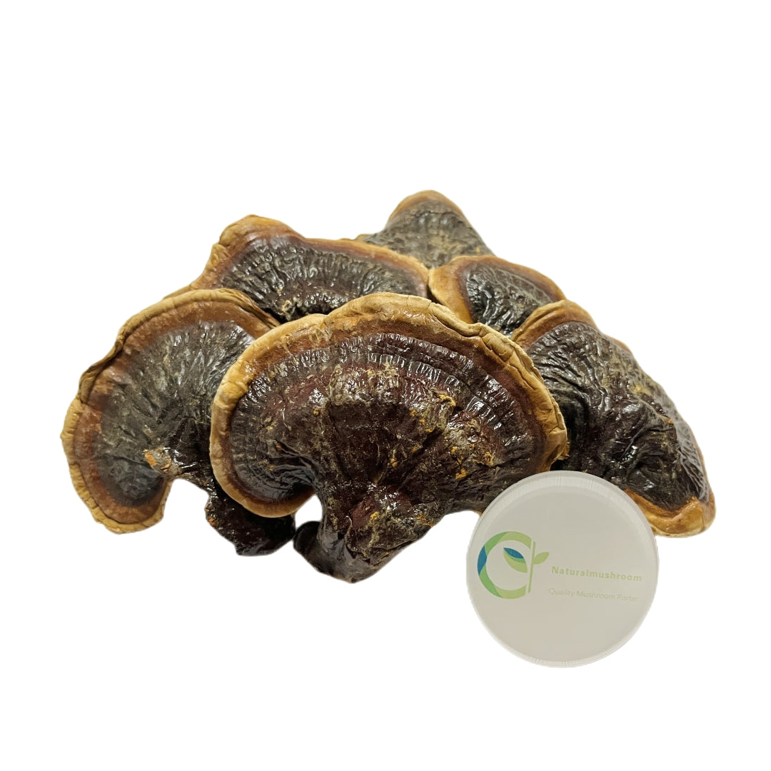 Dried Ganoderma Lucidum Mushroom & Wayside Golden Reishi