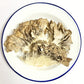 Dried Maitake Mushrooms