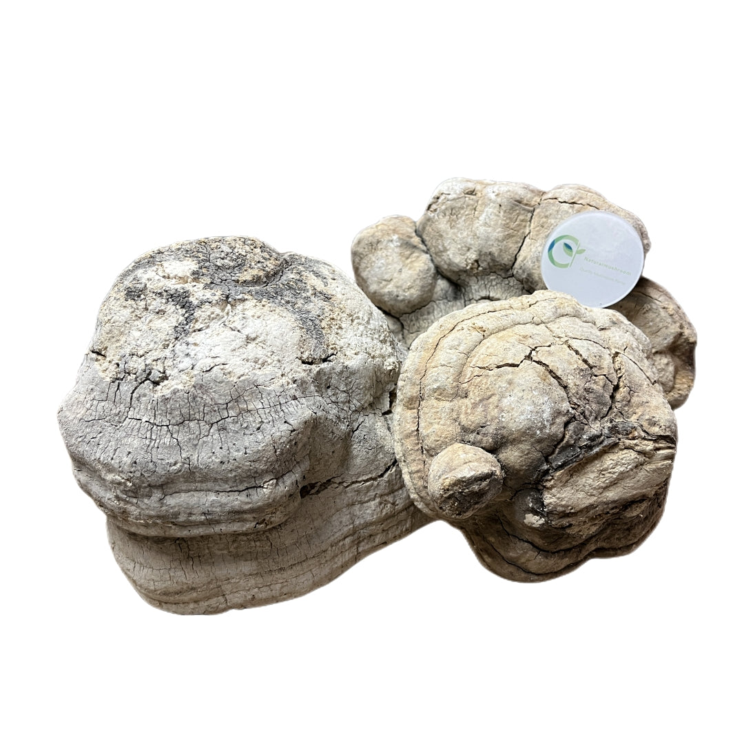 Wild Dried Agarikon Mushroom