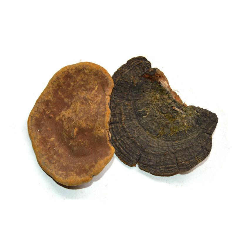 Chinese Herb Dried Phellinus Linteus &Sanghwang Mushroom