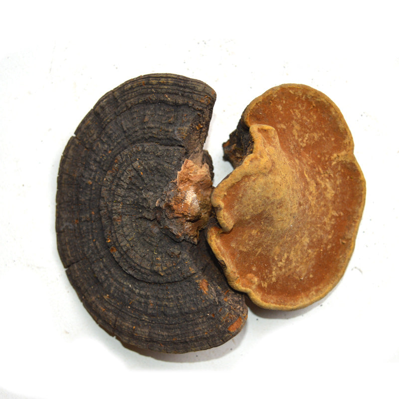 Chinese Herb Dried Phellinus Linteus &Sanghwang Mushroom