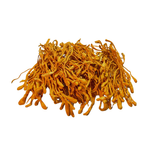 Dried Cordyceps Mushroom . Best Fungi